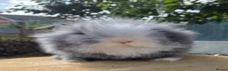 Angora rabbits for sale: Teddywidders super fluffy  ready to go now - Advert 23