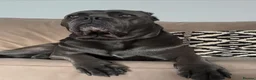 Cane Corso dogs for sale: Beautiful cane corso puppies.  in Liverpool - Advert 14