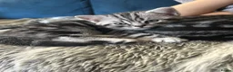 British Shorthair cats for sale: British Shorthair Silver tabby male kitten  - Advert 8