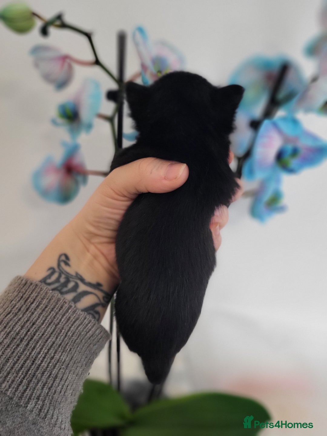 Chihuahua dogs for sale: 3 Male DWKC ** Chihuahuas  - Image 7