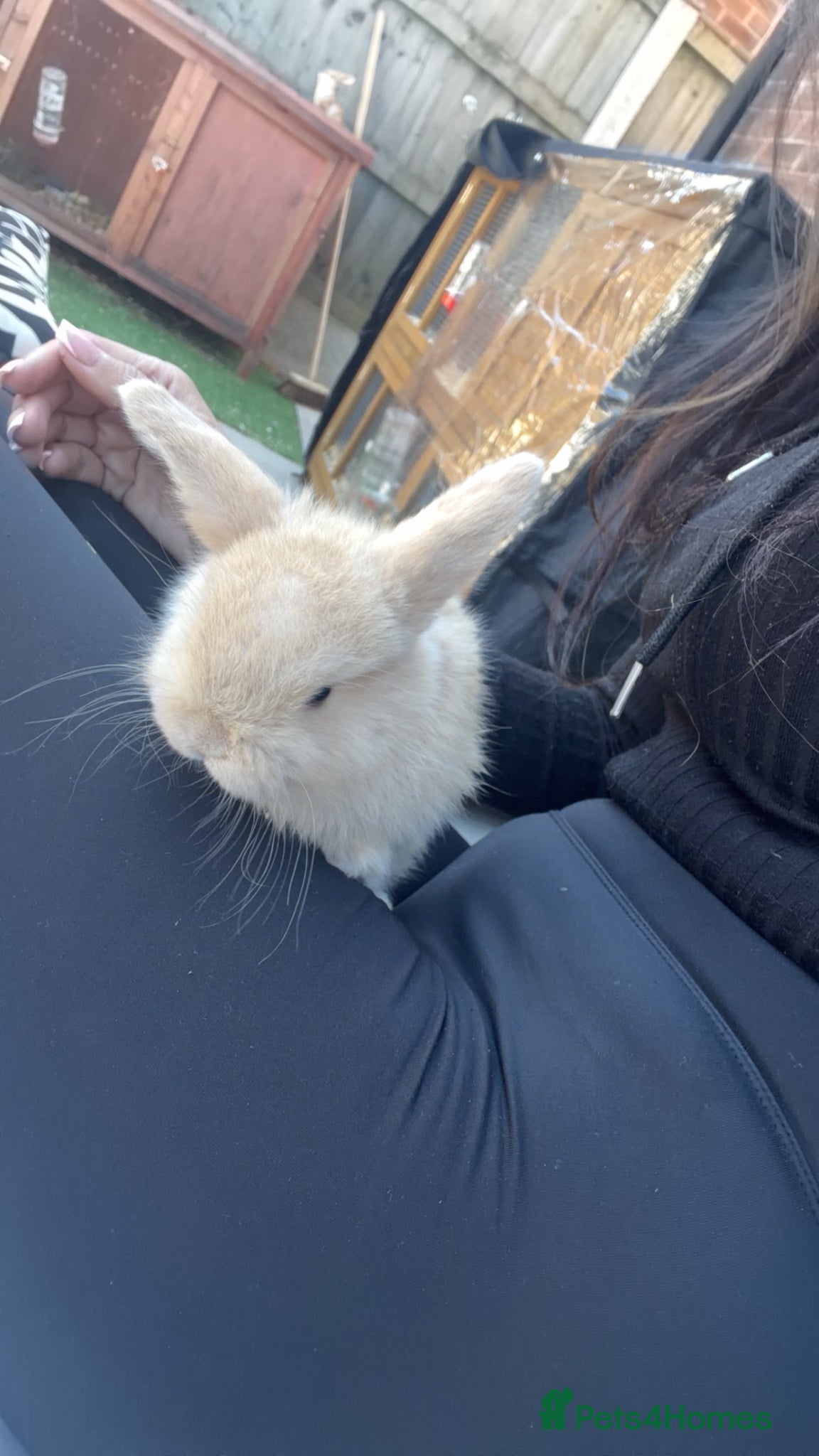 Mini Lop rabbits for sale: Mini lop bunnies - Advert 1