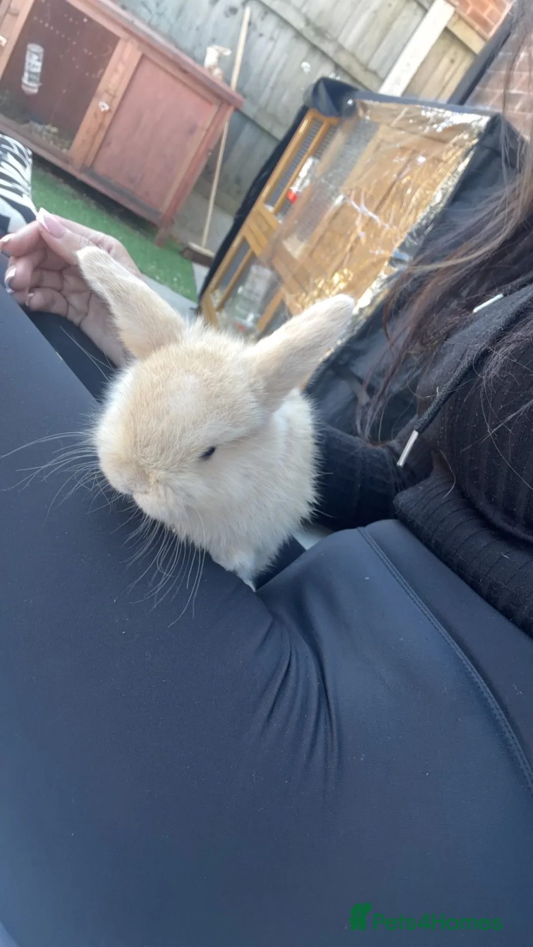 Mini Lop rabbits for sale: Mini lop bunnies - Advert 1