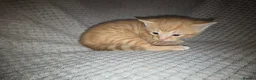 Mixed Breed cats for sale: 5 beautiful kittens  - Advert 1
