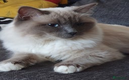 Ragdoll cats for sale: Ragdoll girls need rehomed asap - Image 2