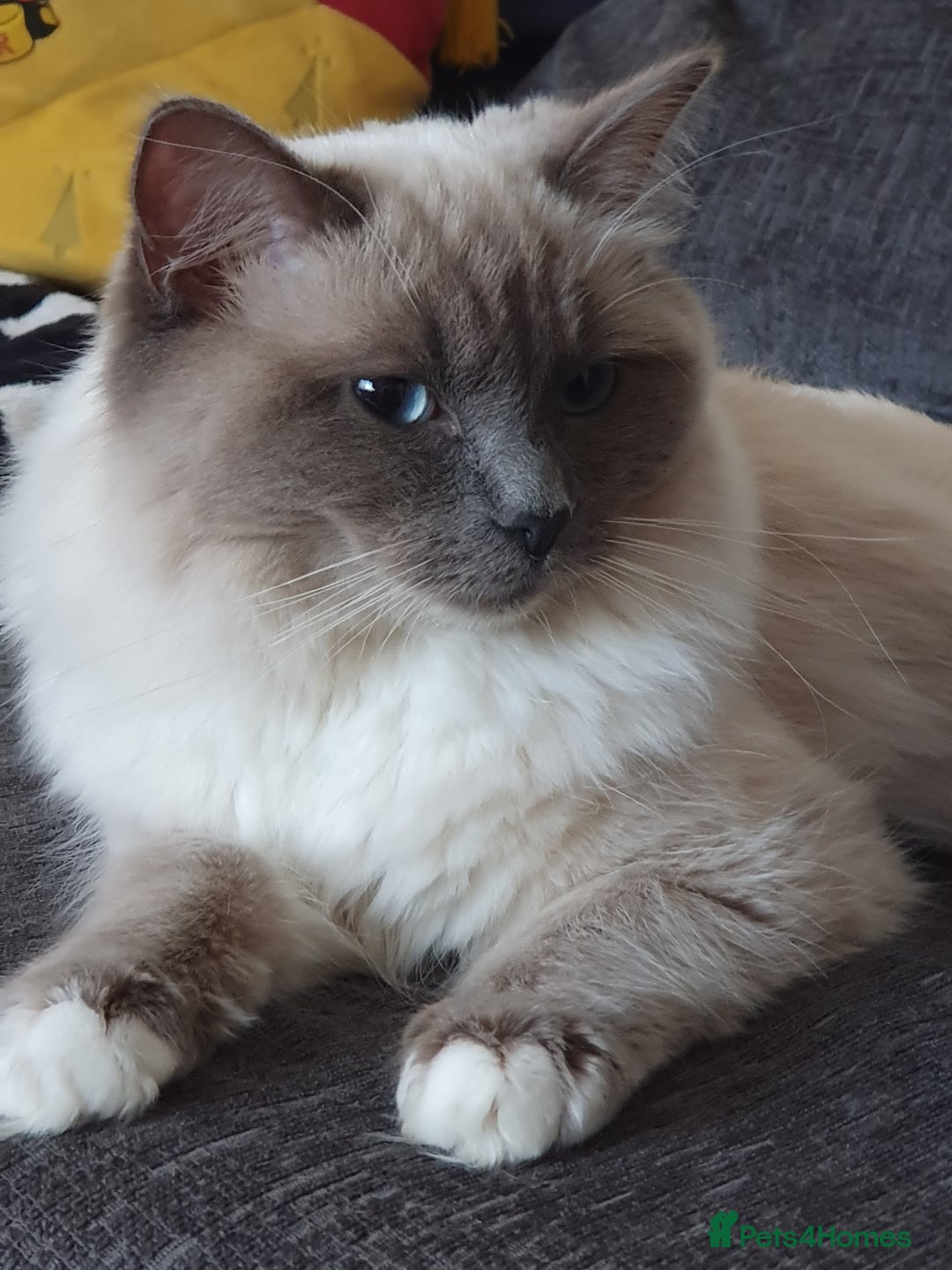 Ragdoll cats for sale: Ragdoll girls need rehomed asap - Image 2