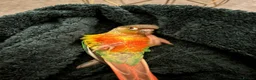Conures birds for sale: Adorable fully hand reared baby conures!!  - Advert 14
