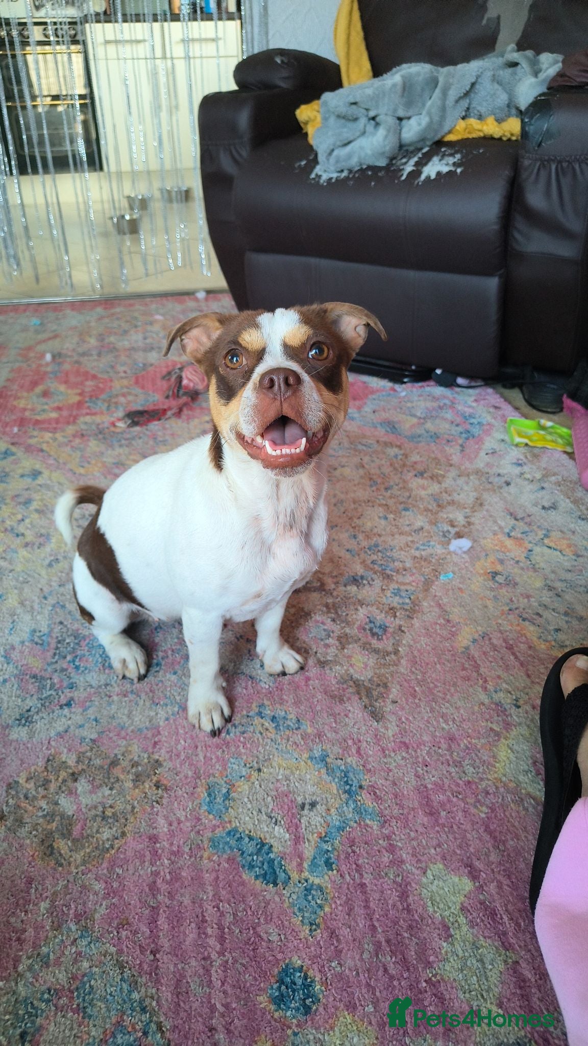 Mixed Breed dogs Angel looking for a home  - Advert 2