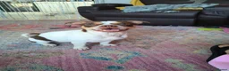 Mixed Breed dogs for sale: Angel looking for a home  in Bampton - Advert 1