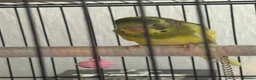 Budgerigars birds for sale: Budgies for sale - Advert 3