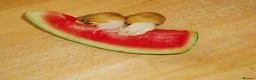 Snails invertebrates for sale: ALBINO GIANT AFRICAN LAND SNAILS - Advert 3