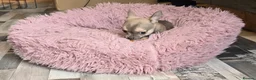 Chihuahua dogs for sale: Beautiful Blue Wolf, Smooth Coat Tiny Girl.   - Advert 8