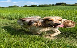 Cocker Spaniel dogs for sale: SHOW cocker spaniel puppies  - Image 12
