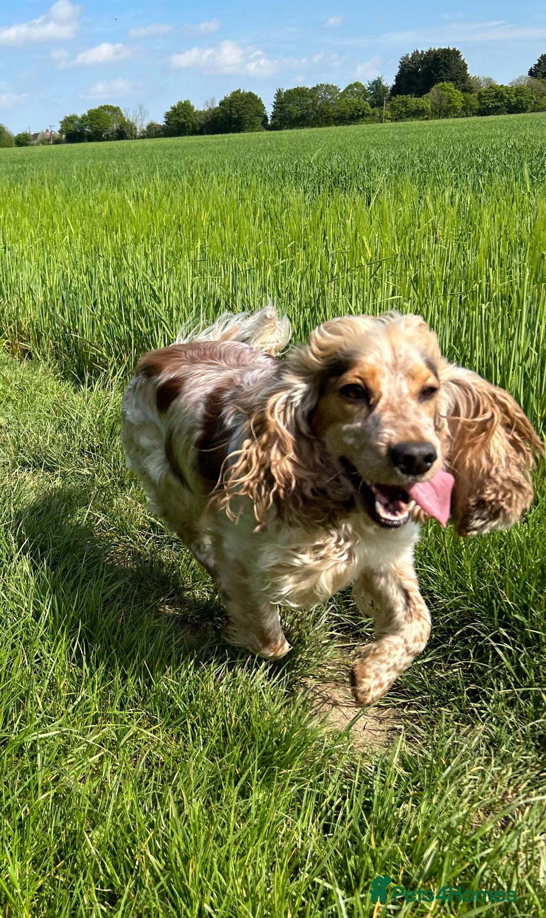 Cocker Spaniel dogs for sale: SHOW cocker spaniel puppies  - Image 12