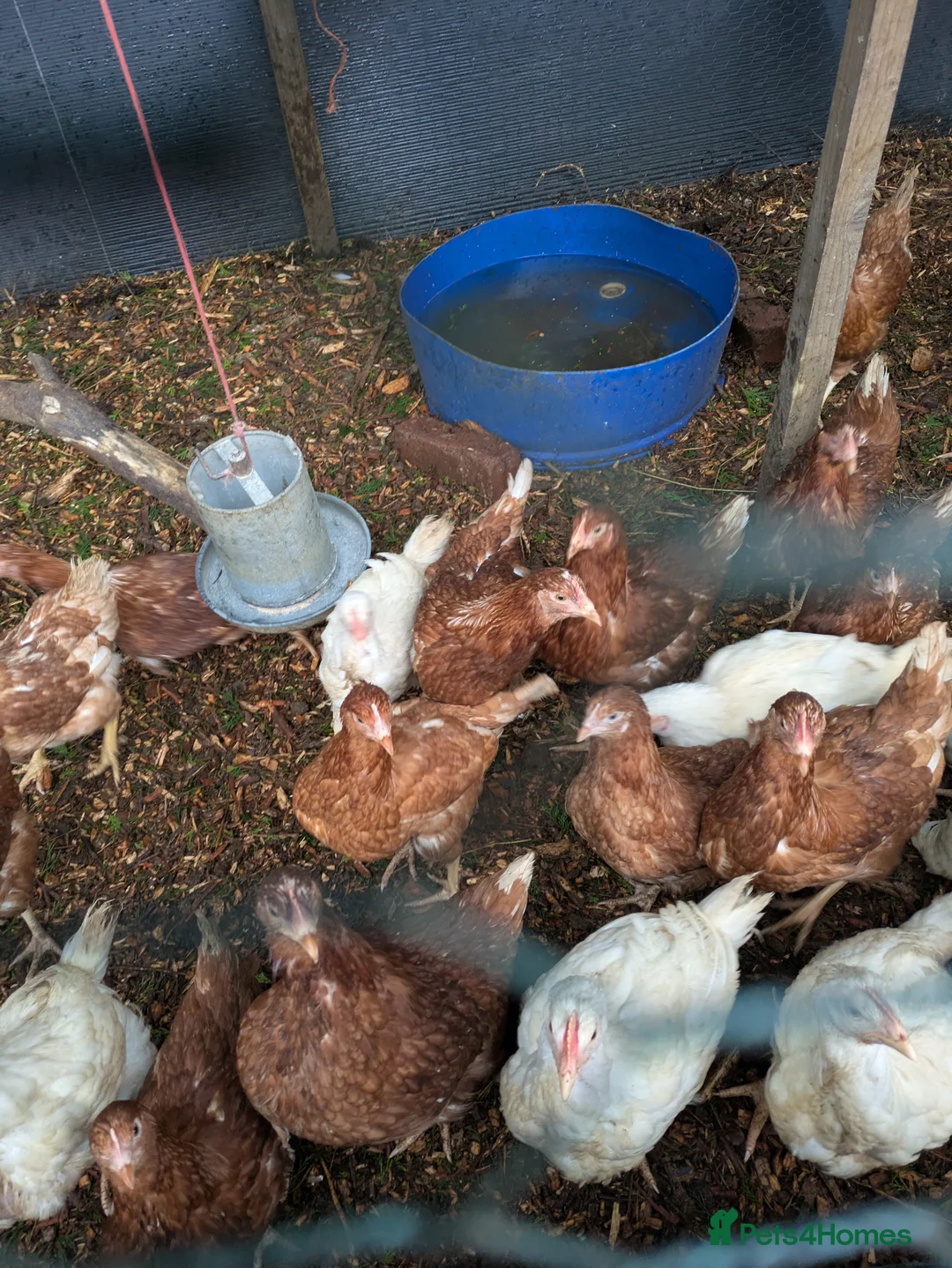 Chickens poultry for sale: Isa Browns ready for a new home - Advert 3