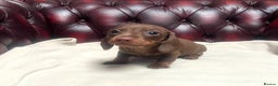 Miniature Dachshund dogs for sale: 3 Extremely clean and healthy KC boys available  - Advert 4