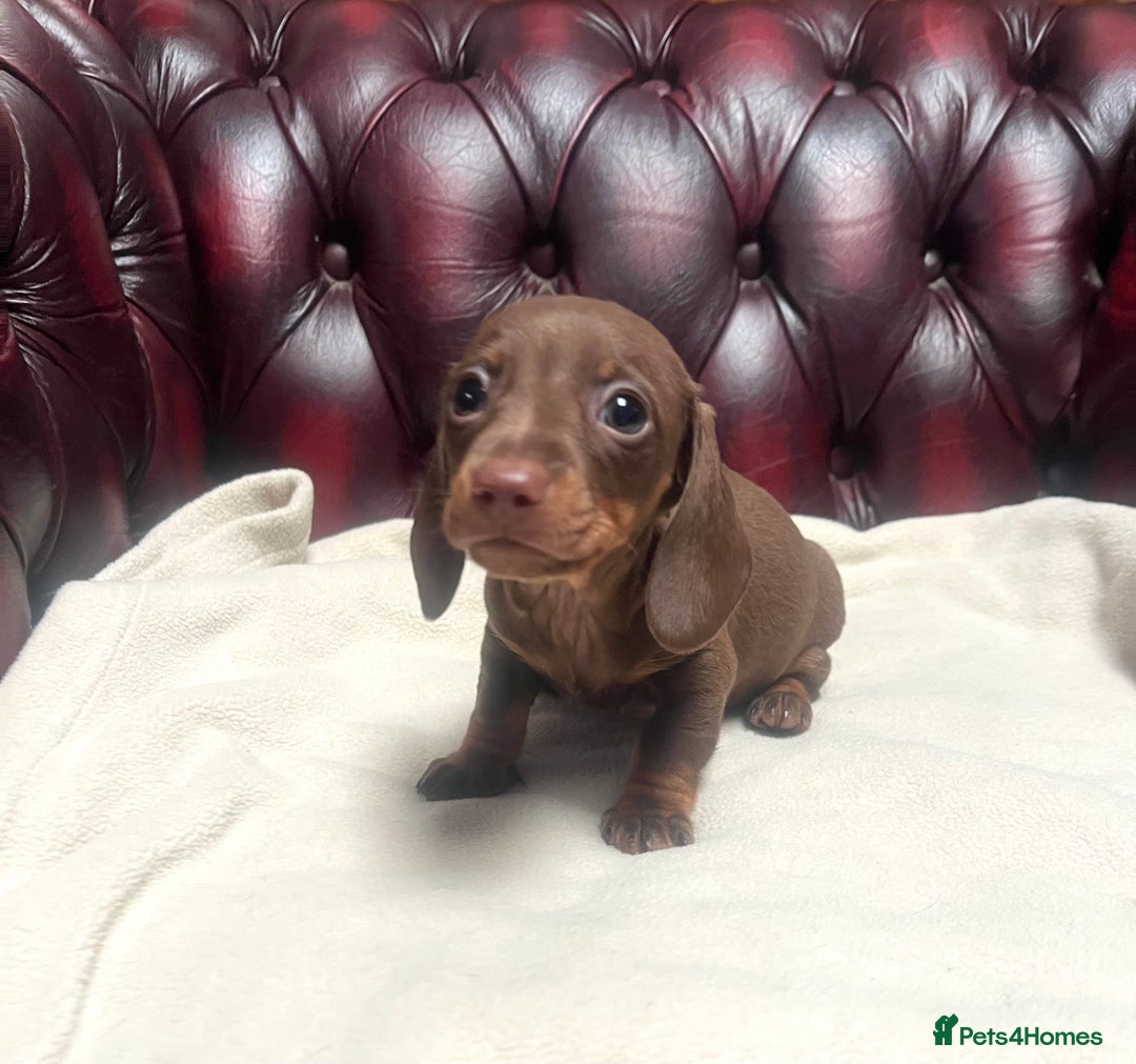 Miniature Dachshund dogs for sale: 3 Extremely clean and healthy KC boys available  - Advert 4