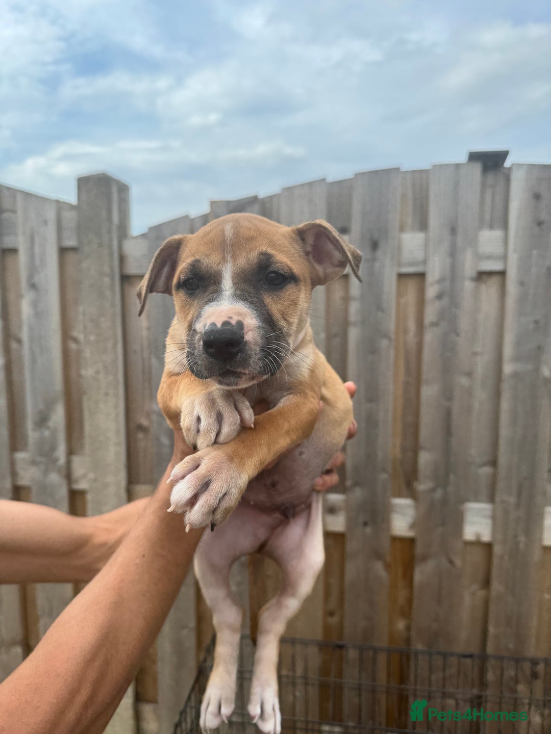 Mixed Breed dogs for sale: Bull Herder pups for sale  - Image 5