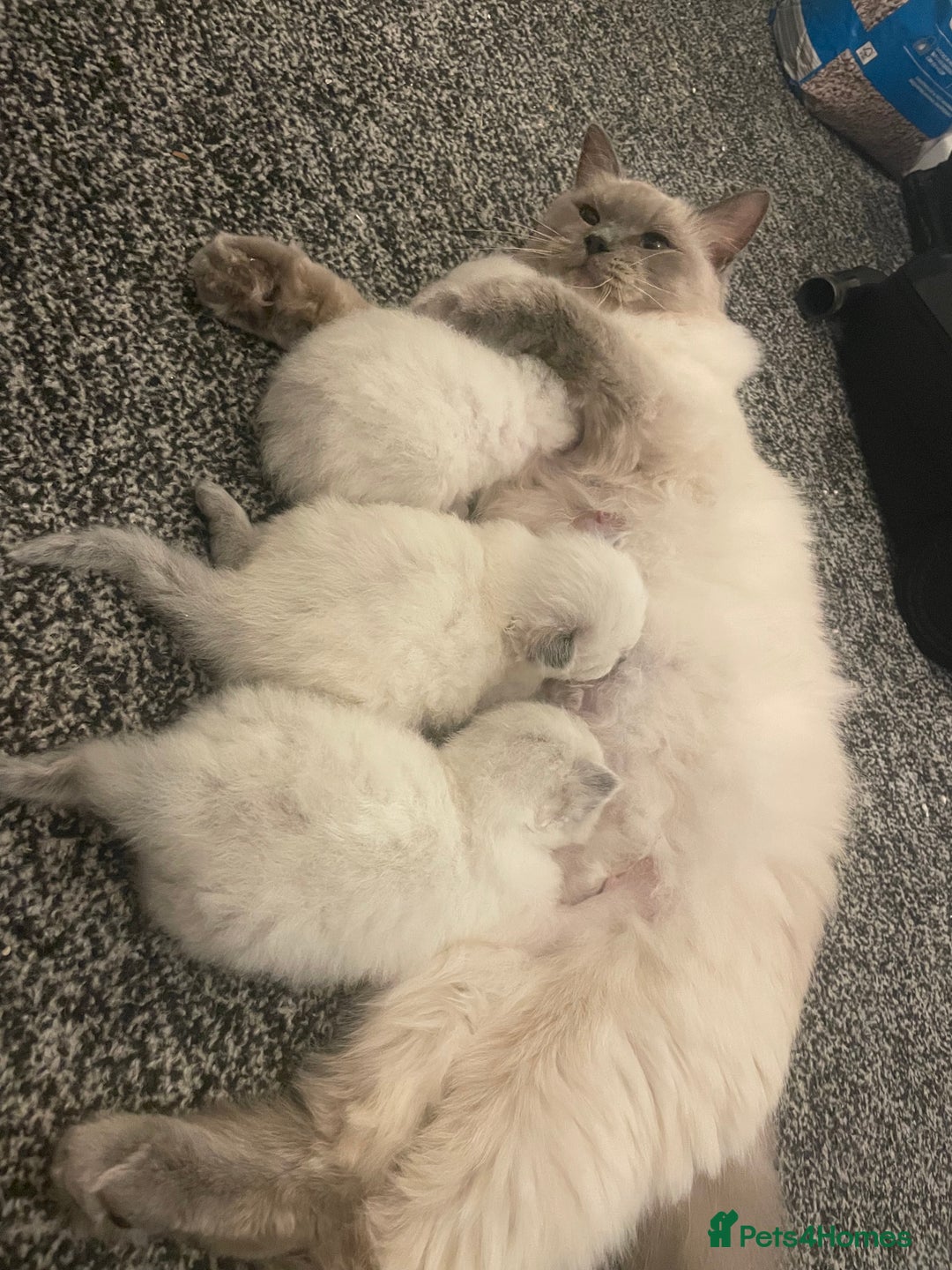 Ragdoll cats for sale: 🌟CHAMPION🌟 FATHER GCCF 🌟BLOOD LINE RAGDOLL - Image 3