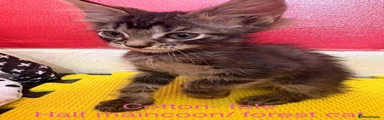 Maine Coon 3