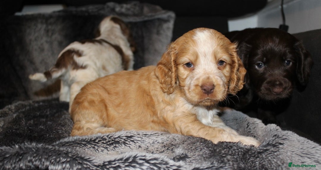 Cocker Spaniel dogs for sale: Beautiful KC reg Cocker Spaniel Pups - Advert 21