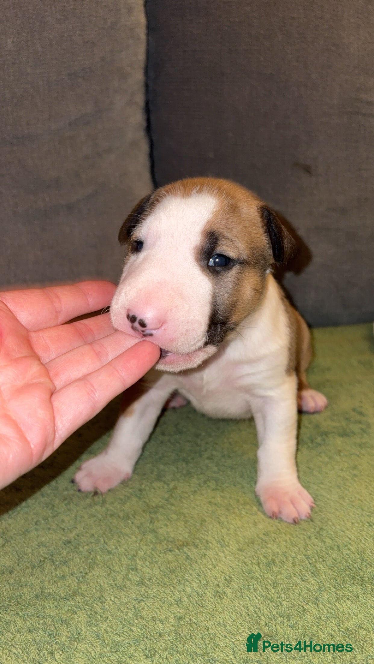 English Bull Terrier dogs KC registered English Bull Terrier Puppies - Advert 5