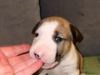 English Bull Terrier dogs KC registered English Bull Terrier Puppies - Advert 5