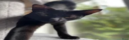 Savannah cats for sale: Beautiful Melanistic Savannah Cat – 1 Year Old in Sheffield - Advert 5