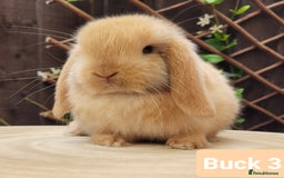 Mini Lop rabbits for sale: Stunning pure bred Mini lop bunnies  in Shaftesbury - Image 1