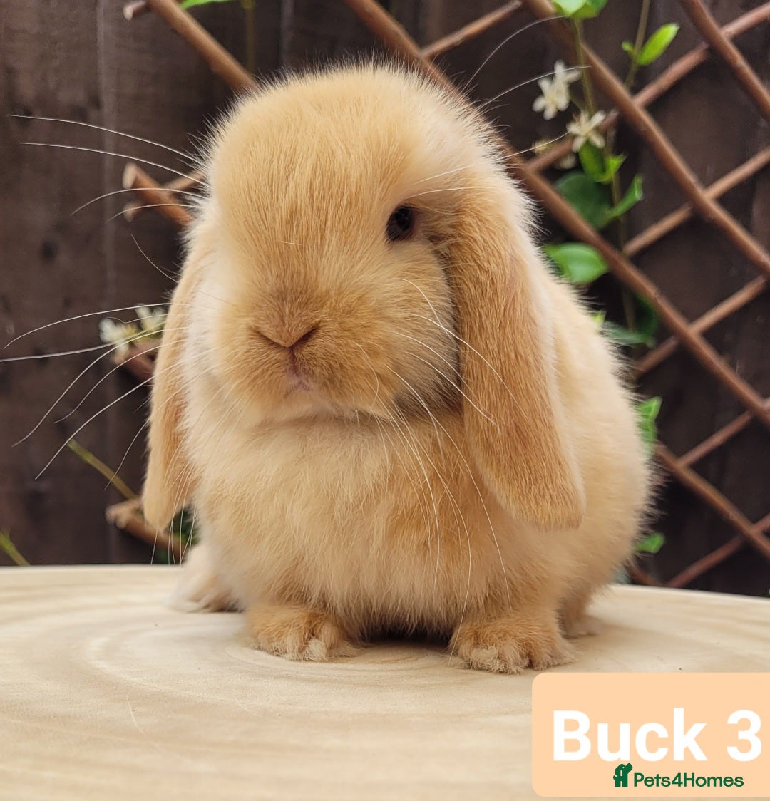 Mini Lop rabbits for sale: Stunning pure bred Mini lop bunnies  in Shaftesbury - Image 1
