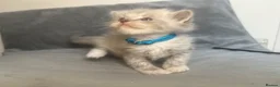 Ragdoll cats for sale: Beautiful mink ragdoll kittens all male  - Advert 22