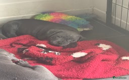 Staffordshire Bull Terrier dogs for sale: READY NOW 1 gorgeous blue staffy puppy left  - Image 5