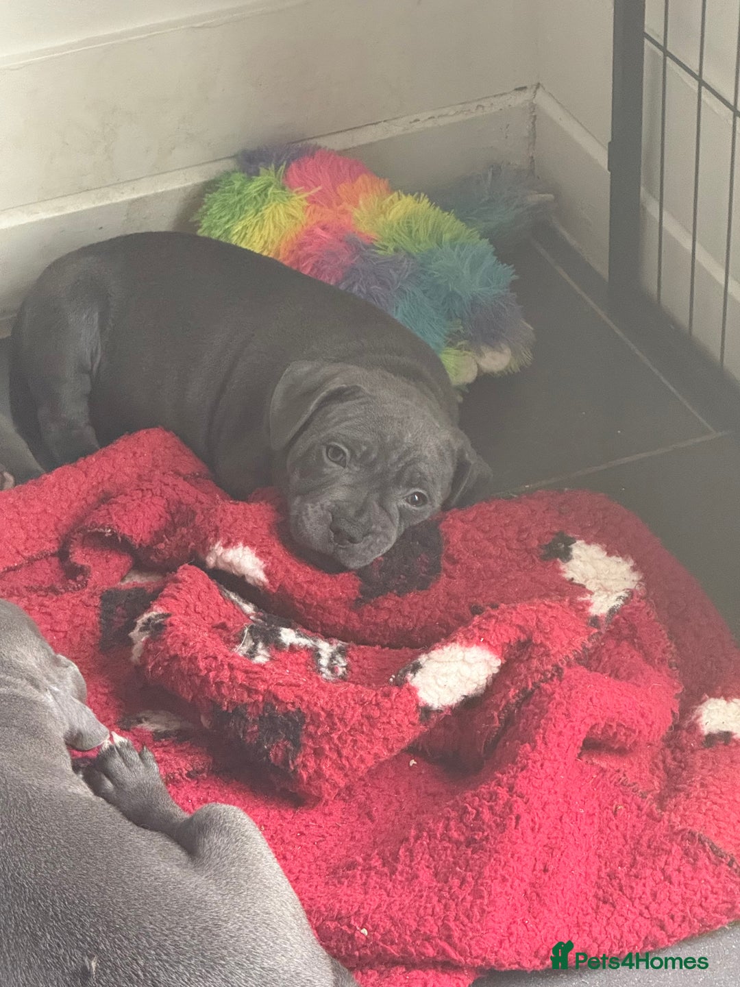 Staffordshire Bull Terrier dogs for sale: READY NOW 1 gorgeous blue staffy puppy left  - Image 5
