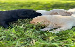 Labrador Retriever dogs for sale: KC health tested Labrador Pups  - Image 1