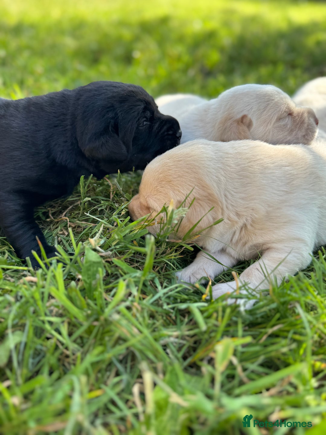Labrador Retriever dogs for sale: KC health tested Labrador Pups  - Image 1
