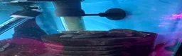 Plecos fish for sale: BRISTLENOSE PLECOS in Darwen - Advert 5