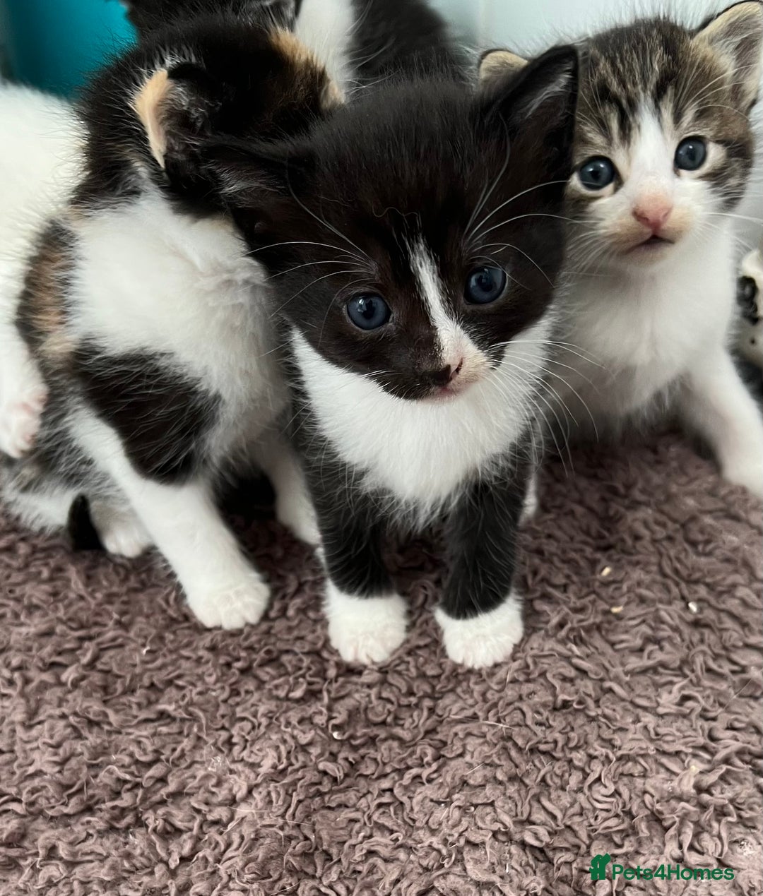 Mixed Breed cats for sale: CLEMMIE’S CUTIES  - Image 30