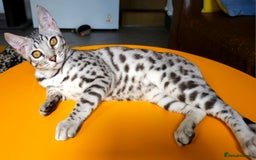 Bengal cats for sale: Exceptional Bengal kittens Available  - Image 8
