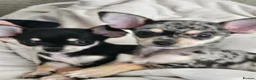 Chihuahua dogs for sale: Beautiful chihuahua pups in Sutton Coldfield - Advert 3