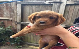 Cockapoo dogs for sale: Beautiful Cockapoo Puppies – Ready Soon  - Image 3