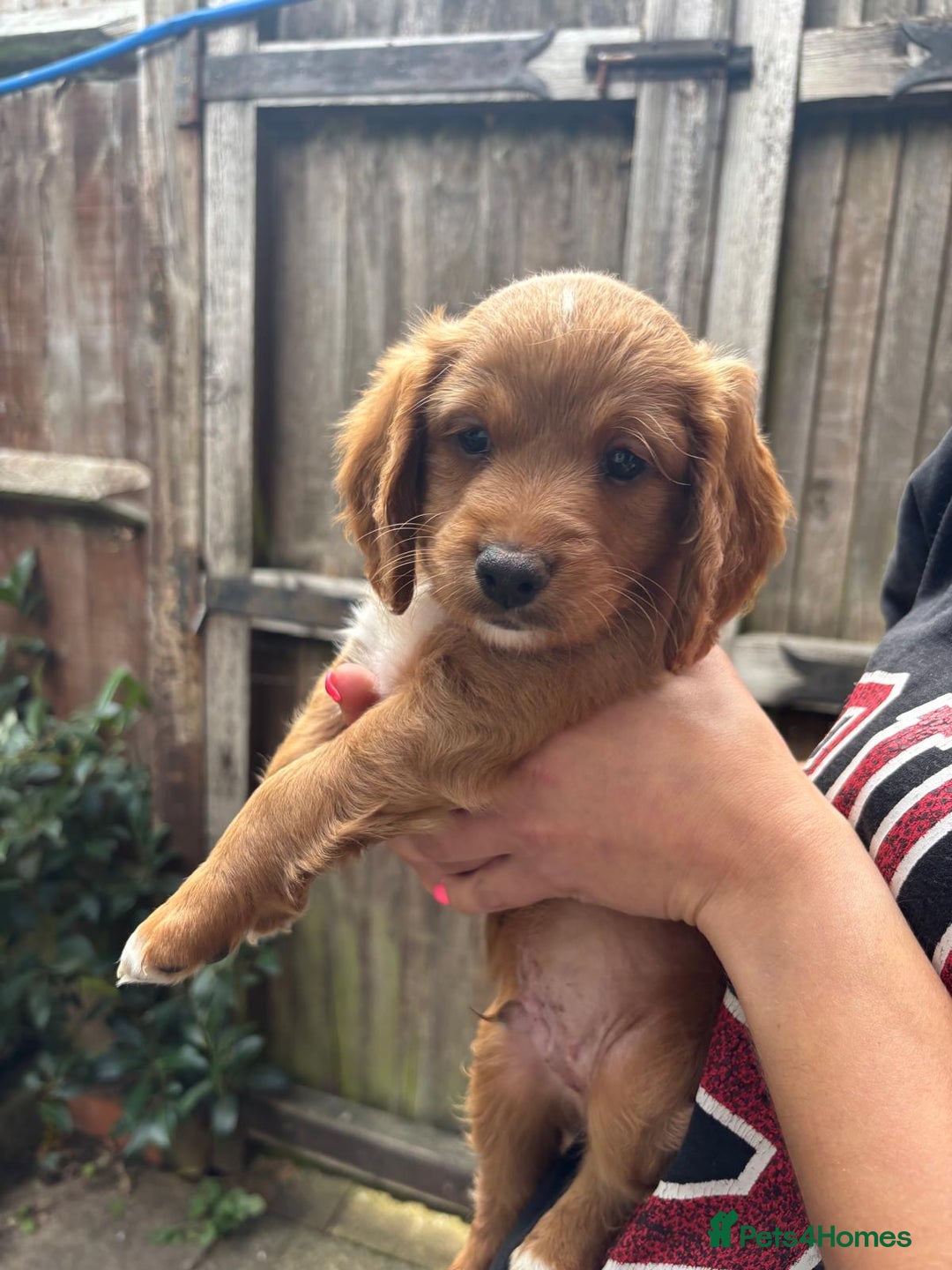 Cockapoo dogs for sale: Beautiful Cockapoo Puppies – Ready Soon  - Image 3