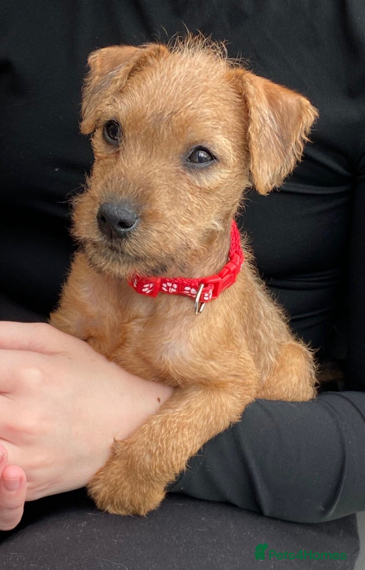 Lakeland Terrier dogs  terriers Lakeland Terriers - Advert 4