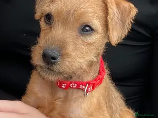 Lakeland Terrier dogs terriers Lakeland Terriers - Advert 4