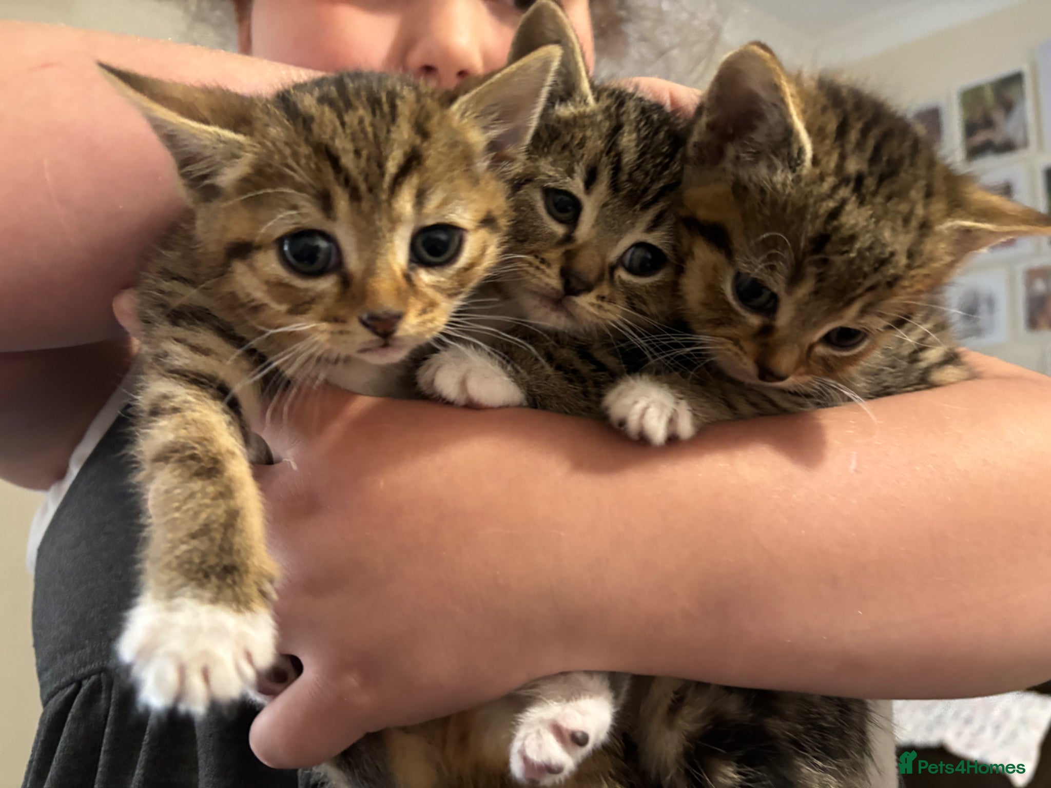 Mixed Breed cats Beautiful kittens  - Advert 1
