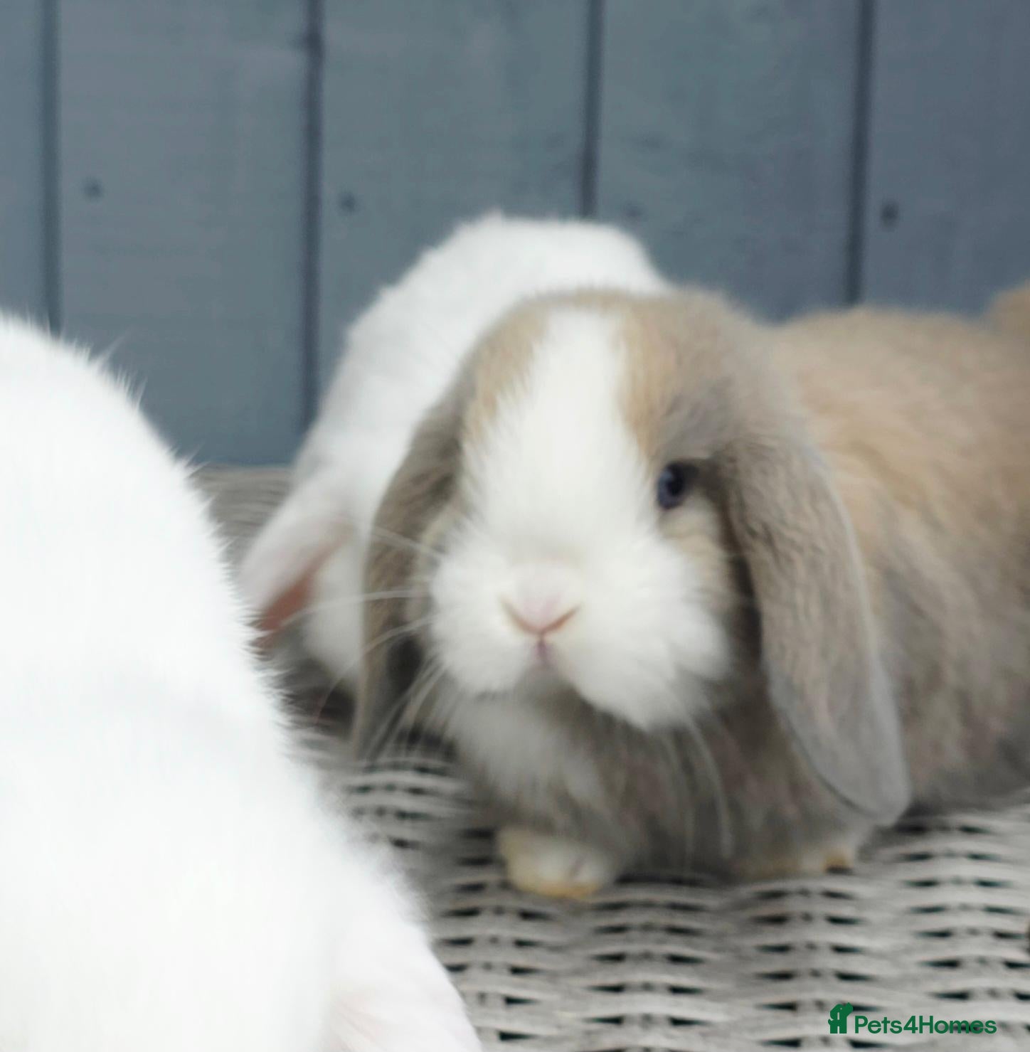 Mini Lop rabbits Baby mini lops  - Advert 2