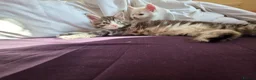 Maine Coon cats for sale: Maine coon Blue eyes + Long Hair in Burnley - Advert 11