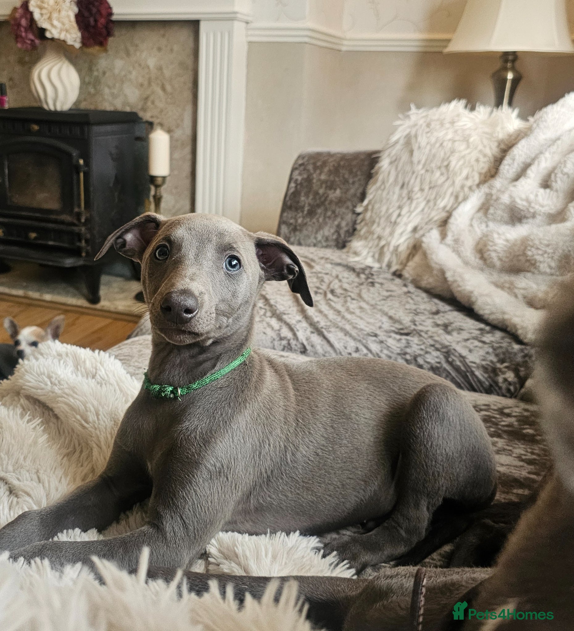 Whippet dogs KC registered Laguna lines Whippet Puppies  - Advert 3