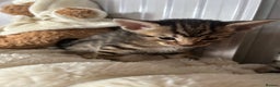 Mixed Breed cats for sale: Oriental cross kittens  - Advert 11