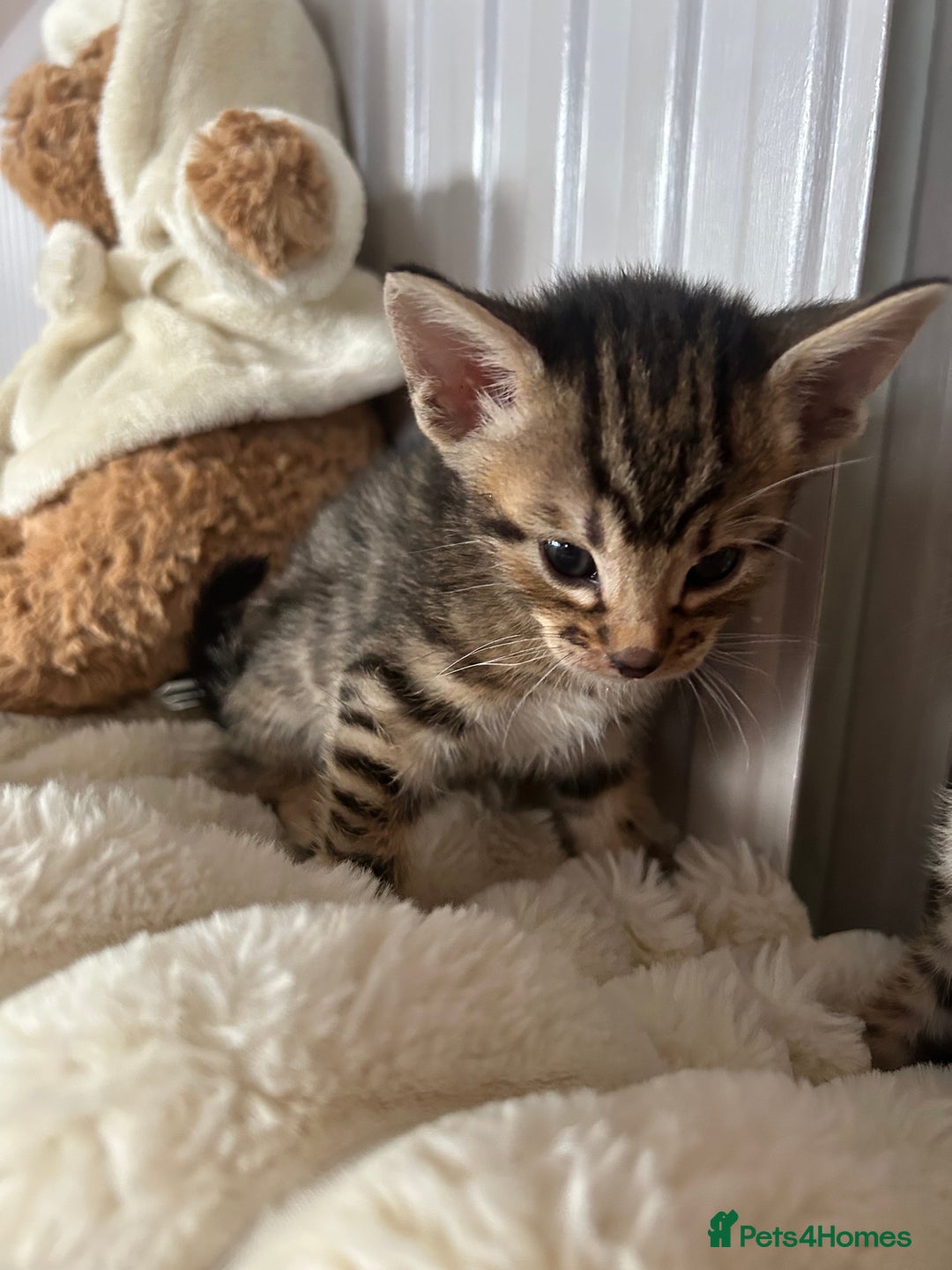Mixed Breed cats for sale: Oriental cross kittens  - Advert 11