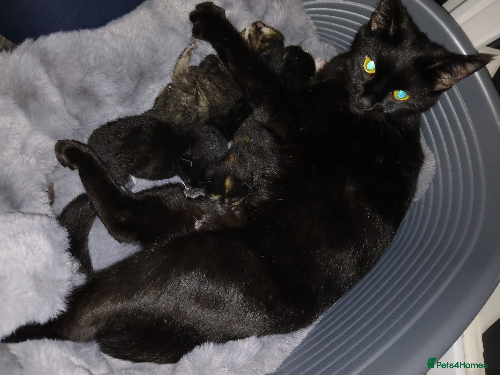 Mixed Breed cats Beautiful, playful, very well socialised kittens - Advert 1