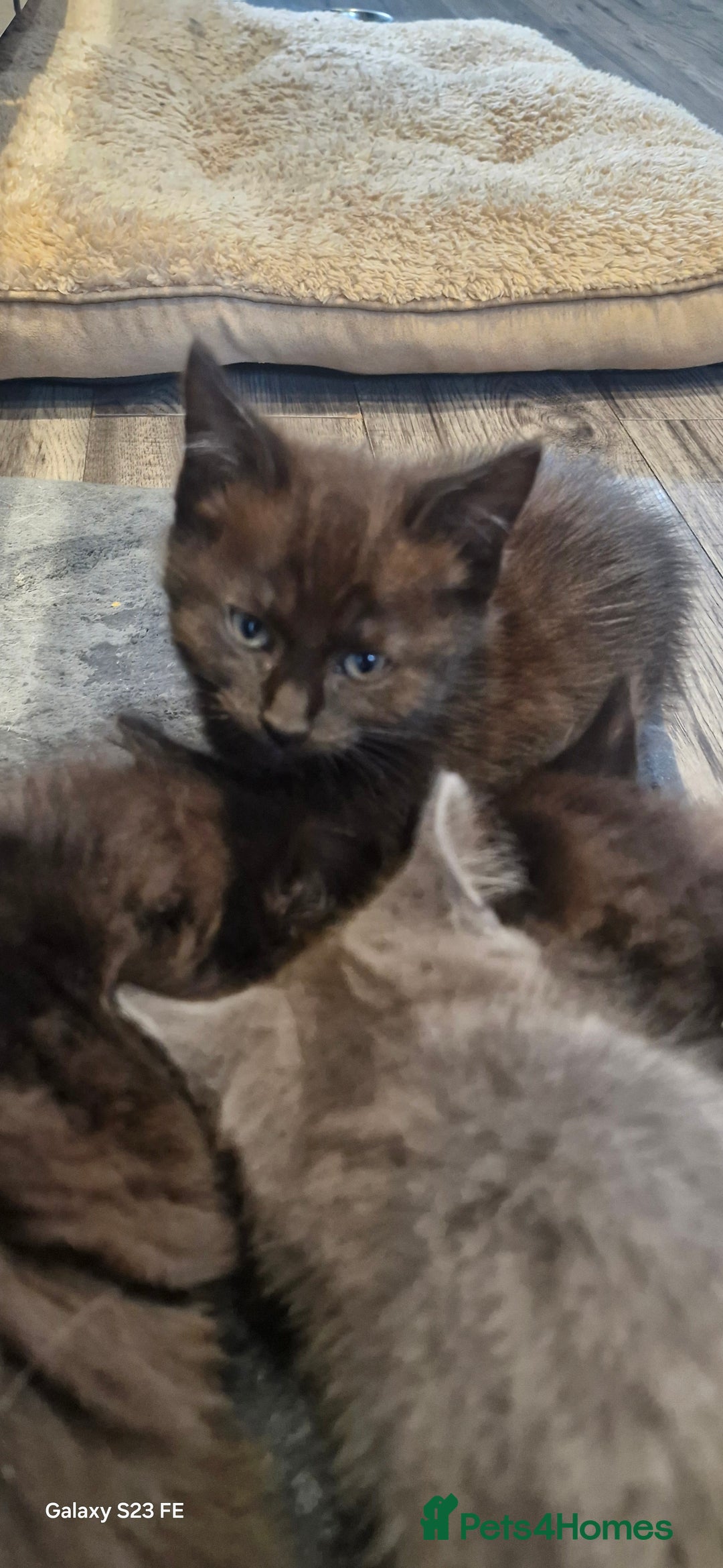 Ragdoll cats for sale: Half ragdoll kittens  - Image 4